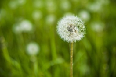 Biri beyaz karahindiba sahada kapat