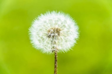 Biri beyaz karahindiba sahada kapat