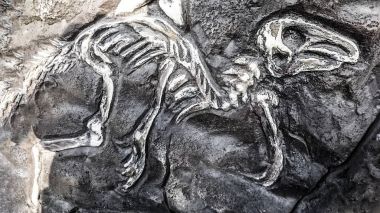 Moscow, Rusya Federasyonu-Ekim 10,2017: fosil Caudipteryx, tüyler sahip delil gösterilen dinozor Fosili