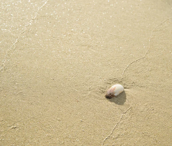 Egyedül Fehér Héj Egy Homokos Strand Közelről Kagyló — Stock Fotó