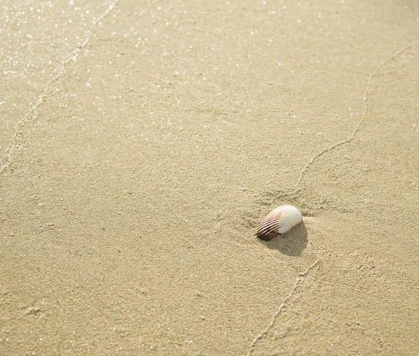 Sozinho Concha Branca Uma Praia Areia Close Concha — Fotografia de Stock