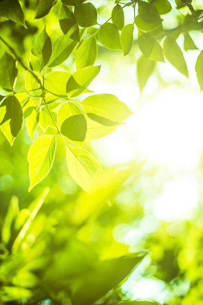 Hojas Verdes Vista Cercana Naturaleza Las Hojas Verdes —  Fotos de Stock