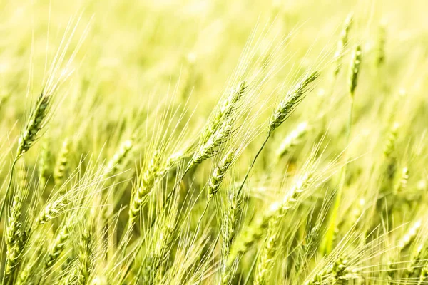 新鲜的春绿色麦田的背景 — 图库照片