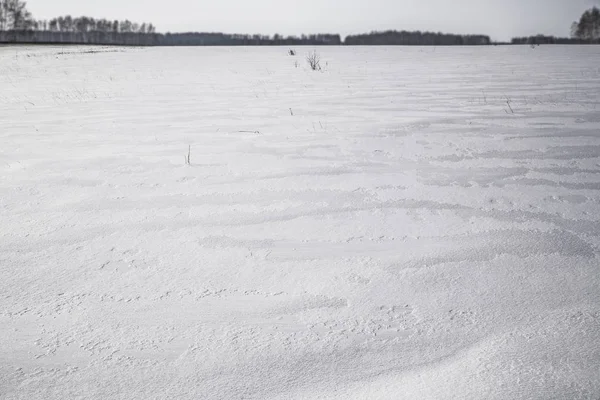Сніг Морозний Ранок Невеликих Дерев Тлі Урал Росія — стокове фото