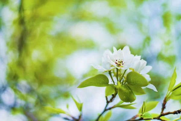 Весенний Фон Природы Красивая Свежая Ветвь Яблони Цветами — стоковое фото