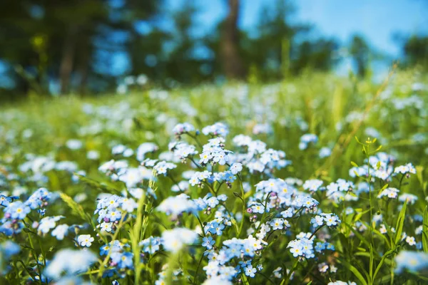 Flores Primavera Azul Selvagem Prado Verde — Fotografia de Stock