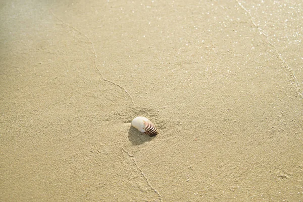 Yalnız Beyaz Kabuk Bir Kum Plajı Üzerinde Yakın Çekim Deniz — Stok fotoğraf