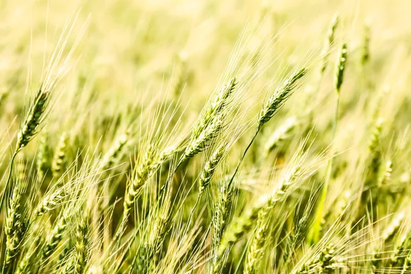 Hintergrund Der Frischen Frühling Grünen Weizenfeld — Stockfoto