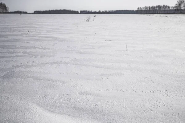 Сніг Морозний Ранок Невеликих Дерев Тлі Урал Росія — стокове фото