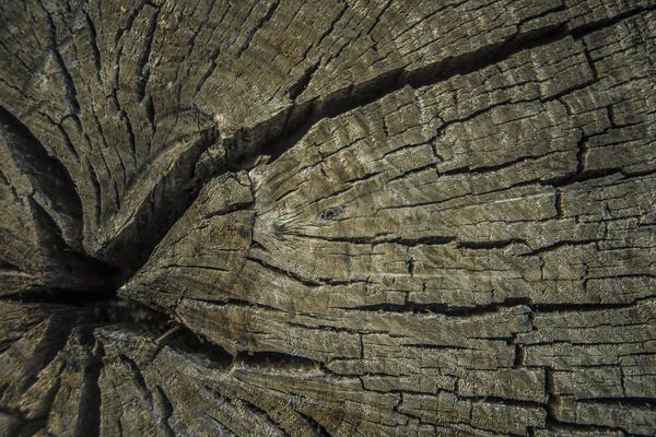 Holzstumpf Mit Rissen Und Knoten Nahaufnahme Von Alten Verwitterten Geschnittenen — Stockfoto