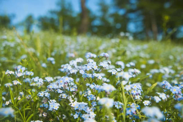 Flores Primavera Azul Selvagem Prado Verde — Fotografia de Stock