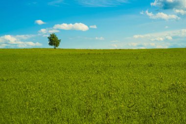  Yaz bahar yeşil çayır üzerinde ağacında. Yeşil alan yalnız ağacı 