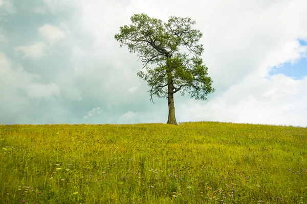 Träd Sommar Vårgrön Äng Grönt Fält Lone Tree — Stockfoto