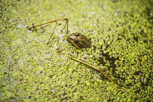 池のアヒルの雑草の小さなカエル — ストック写真