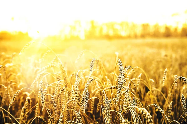 Wheat Ears Sunset Landscape Sunset — Stock Photo, Image