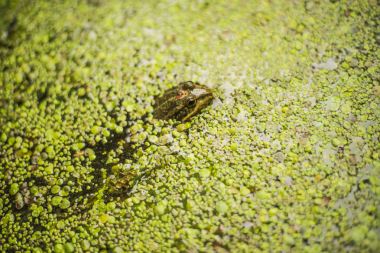 Ördek ot bir havuzda küçük kurbağa