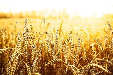 buğday kulaklarını günbatımı. günbatımı manzara