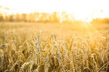 tecavüz buğday günbatımı üzerinde. günbatımı manzara