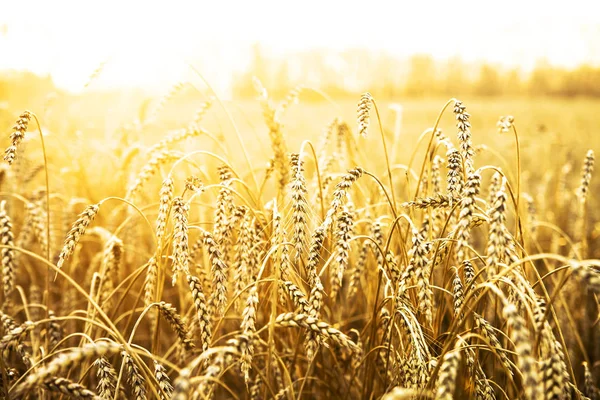 Пшеничні Вуха Над Заходом Сонця Краєвид Заході Сонця — стокове фото