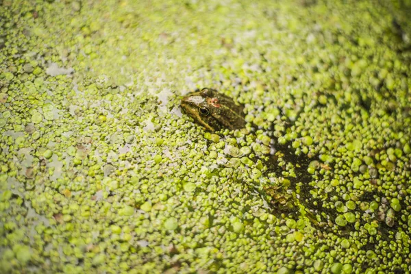 池のアヒルの雑草の小さなカエル — ストック写真