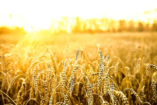 Rape Wheat Sunset Landscape Sunset — Stock Photo, Image