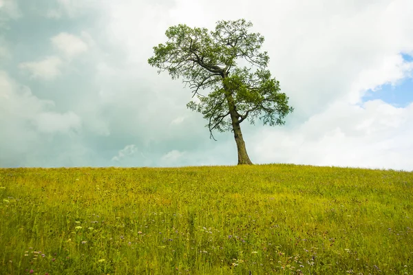 Träd Sommar Vårgrön Äng Grönt Fält Lone Tree — Stockfoto