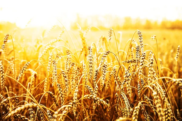 Пшениця Ріпаку Над Заходом Сонця Краєвид Заході Сонця — стокове фото