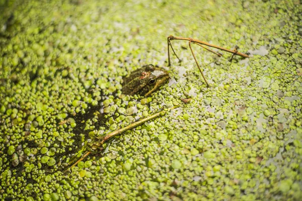 Kleine Kikker Uit Onkruid Van Eend Een Vijver — Stockfoto