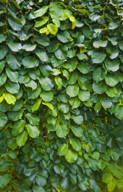 yeşil yaprakları ile yeşil çit arka plan