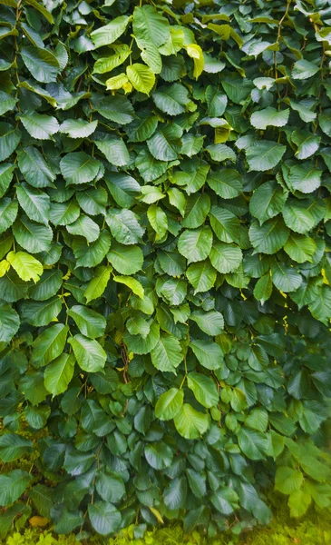 Зеленый Фон Изгороди Зелеными Листьями — стоковое фото