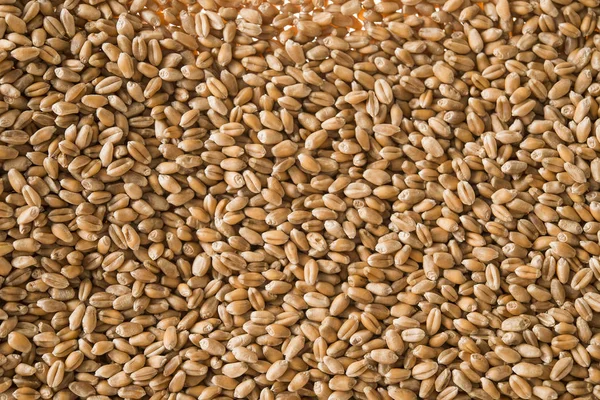小麦背景视图从顶部 — 图库照片
