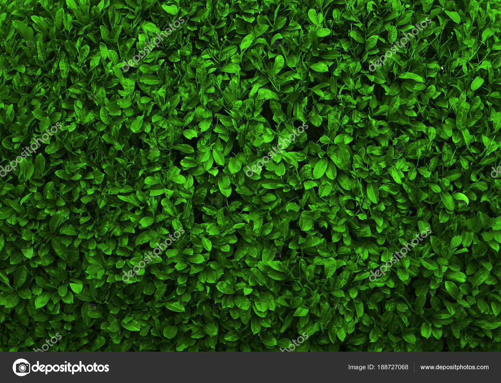 Green Leaves Background Seamless Texture Green Leaves Texture Stock Photo  by ©borjomi88 188727068