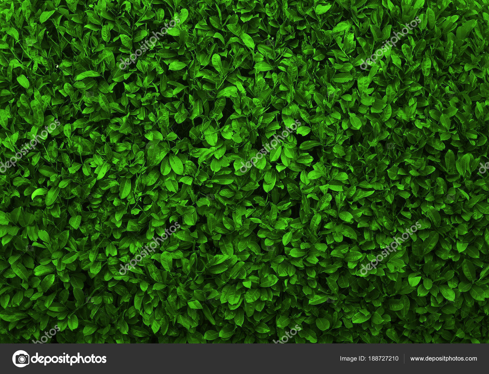Green Leaves Background Seamless Texture Green Leaves Texture Stock Photo  by ©borjomi88 188727210