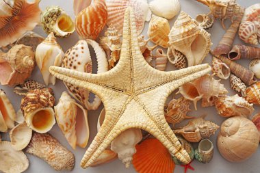 birçok deniz kabuklarını ve denizyıldızı kağıt doku 