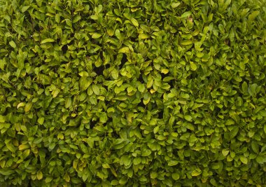 yeşil yaprakları arka plan. Sorunsuz doku. Yeşil yaprakları. Doku.