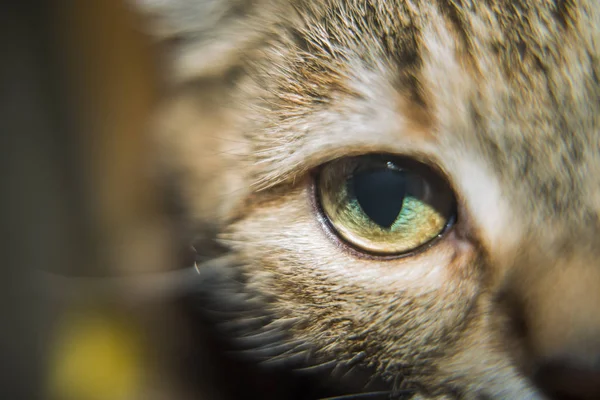 Sevimli Kedi Göz Yakın — Stok fotoğraf