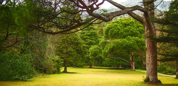 Krásná Krajina Čerstvé Jedle Stromy Lesa Zelené Trávy Letní Cestování — Stock fotografie