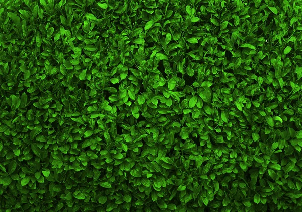 Grüne Blätter Hintergrund Nahtlose Textur Grüne Blätter Textur — Stockfoto