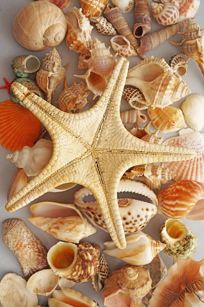 Muitos Seashells Estrelas Mar Textura Papel — Fotografia de Stock