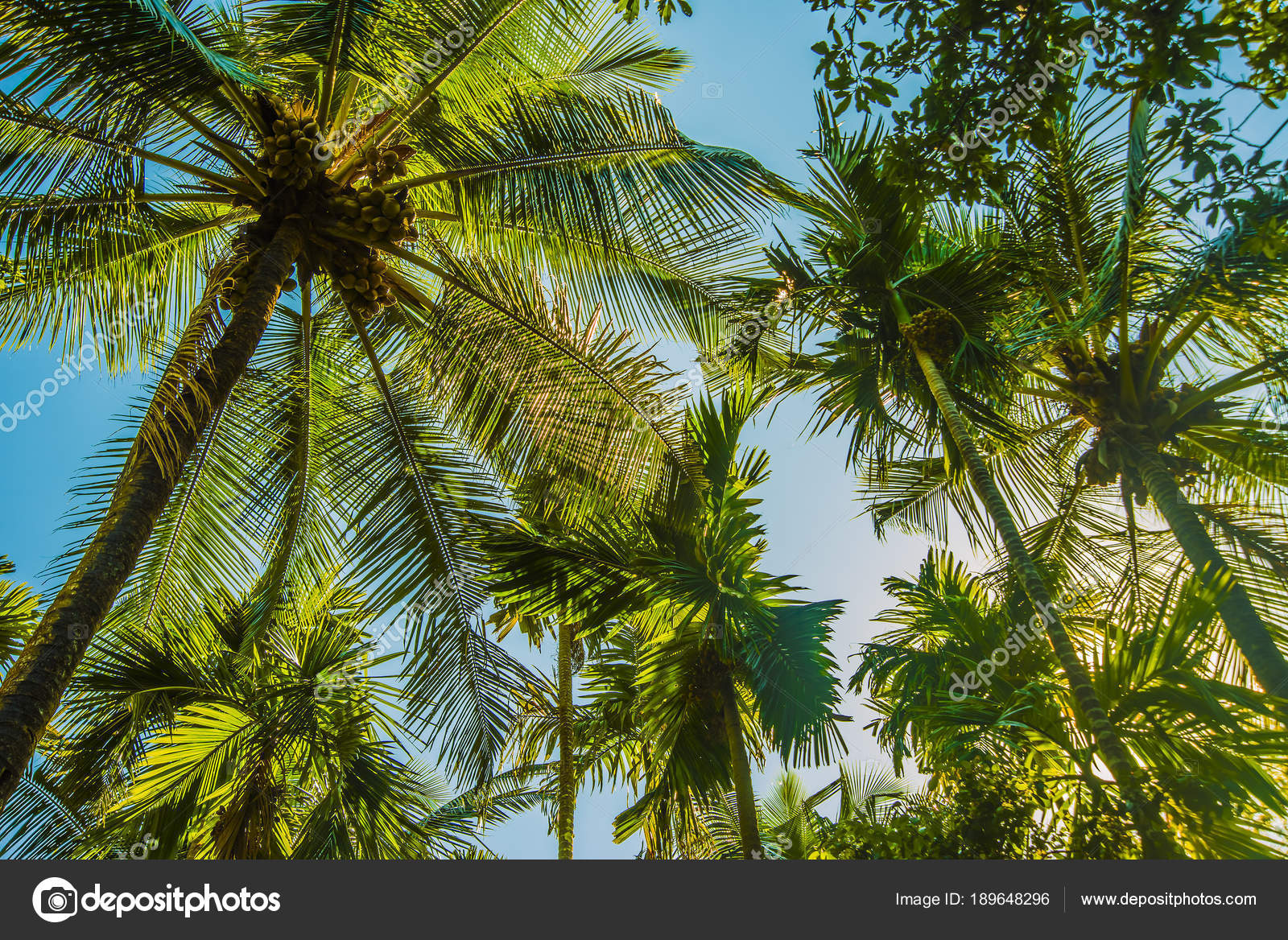 Coconut Palm Trees Perspective View Tropical Trees Background Stock Photo Image By C Borjomi Coconut Palm Trees Perspective View Tropical Trees Background Stock Photo Image By C Borjomi