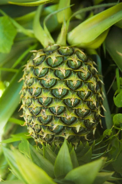 Pineapple tropical fruit growing in a farm.