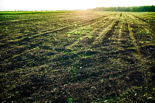 Prado Primavera Céu Ensolarado Campo Agrícola Por Sol — Fotografia de Stock