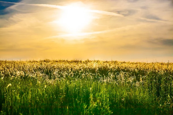 Campo Atardecer Campo Salvaje Atardecer Gran Pradera Hermosa Springe — Foto de Stock