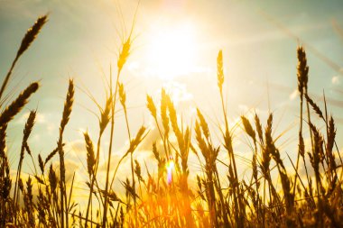 buğday kulaklarını günbatımı. günbatımı manzara