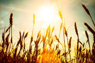 buğday kulaklarını günbatımı. günbatımı manzara