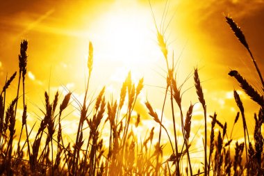 buğday kulaklarını günbatımı. günbatımı manzara