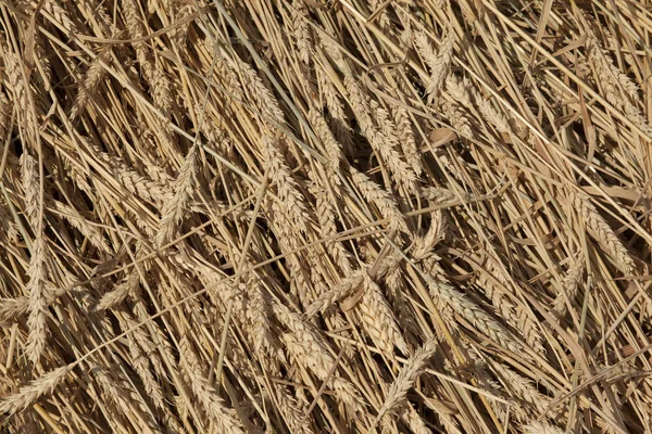 Sığ Derinlik Tarla Buğday Başak Yakın Çekim — Stok fotoğraf