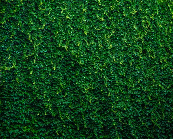 Zöld Levelek Háttér Zöld Bokor Varrat Nélküli Textúra — Stock Fotó