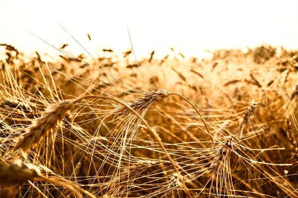 Buğday Kulaklarını Günbatımı Günbatımı Manzara — Stok fotoğraf