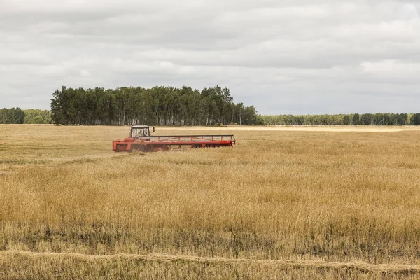 Une Moissonneuse Batteuse Moderne Travaille Sur Champ Céréales Août — Photo